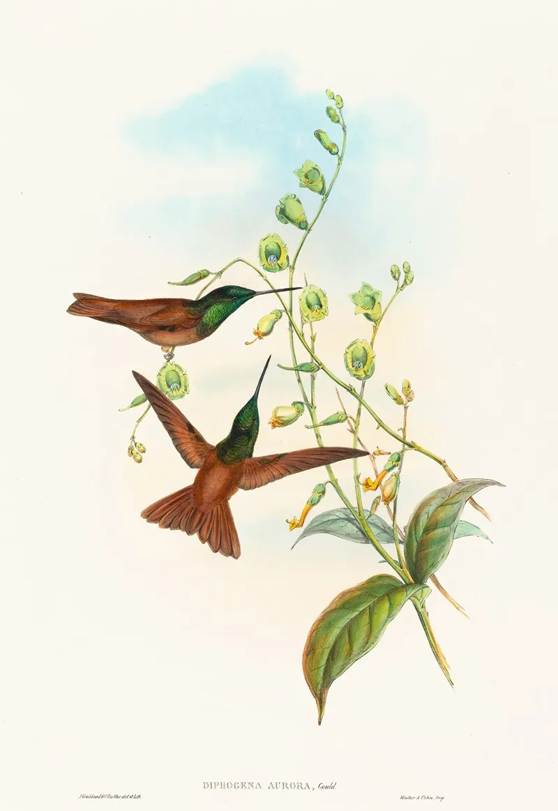 Diphogena Aurora Goulds Rainbow by John Gould - Canvas Print