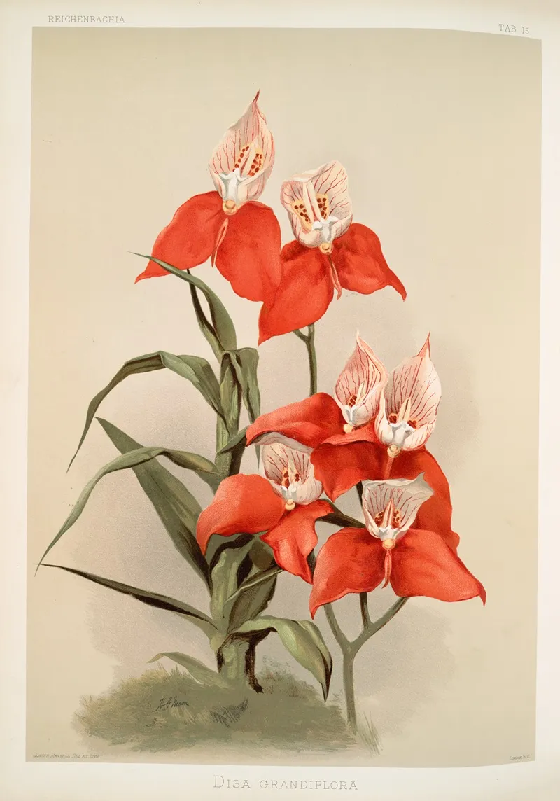Disa Grandiflora by Frederick Sander - Canvas Print