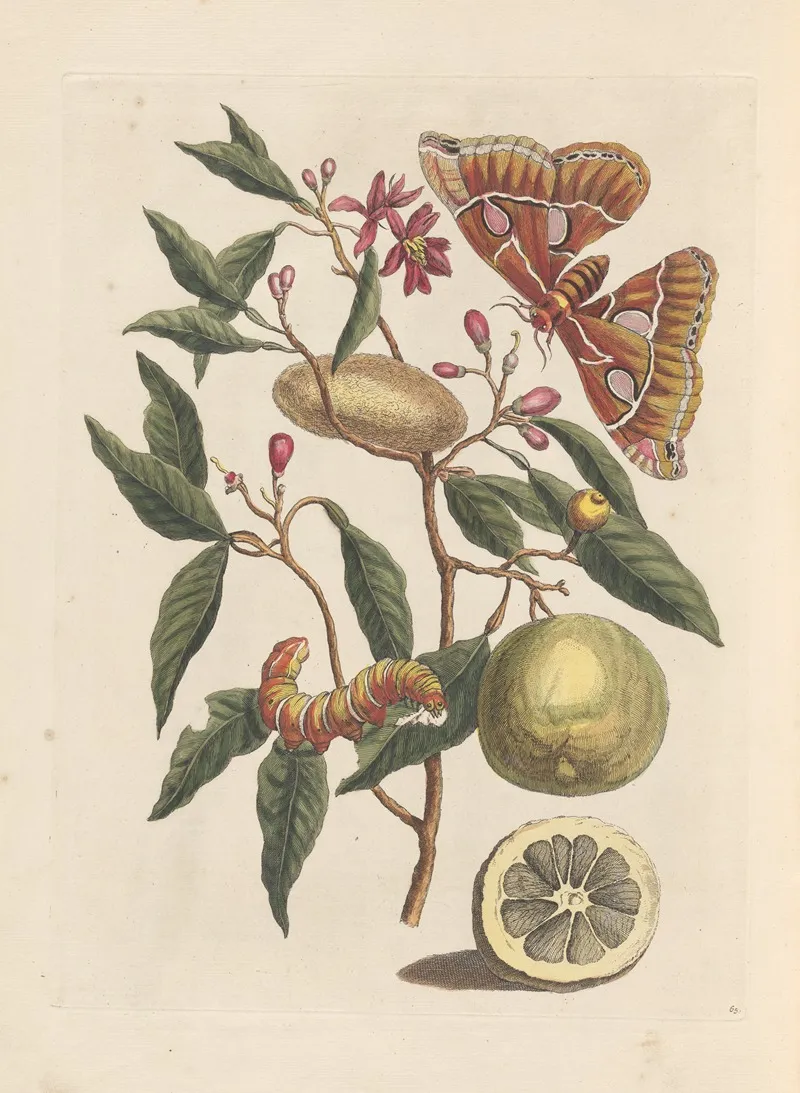 Dissertation Sur La Generation Et Les Transformations Des Insectes De Surinam Pl 53