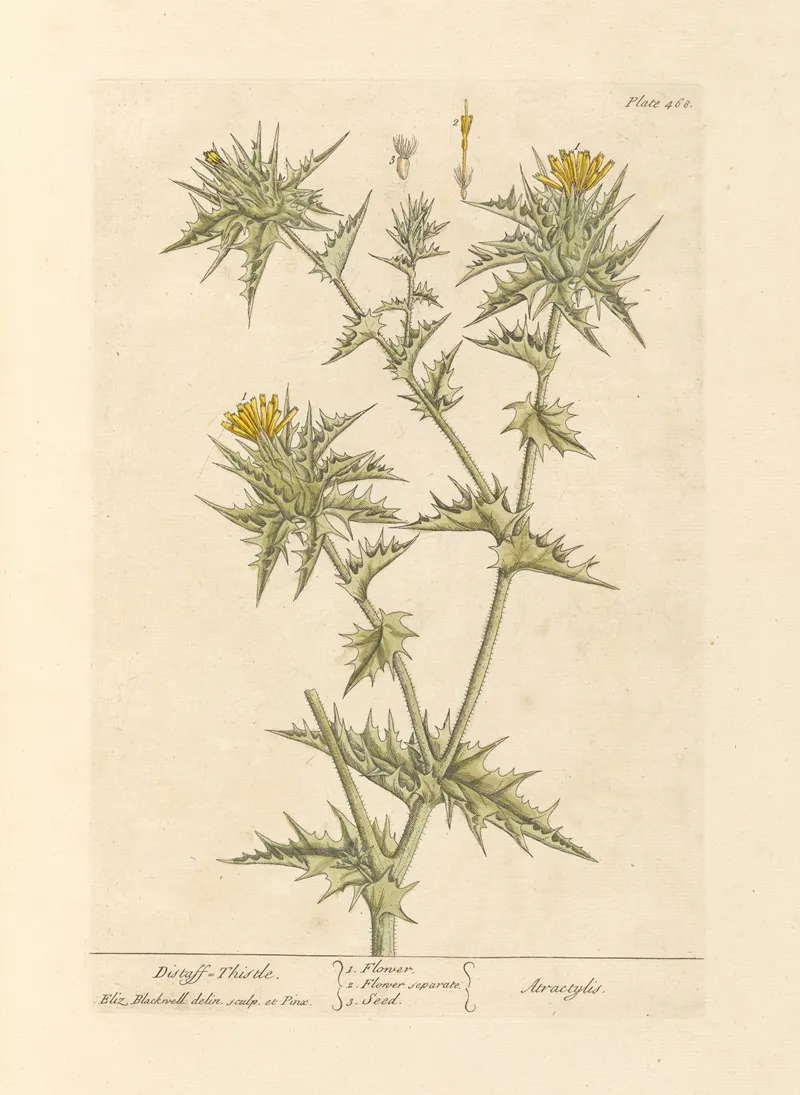Distaff Thistle