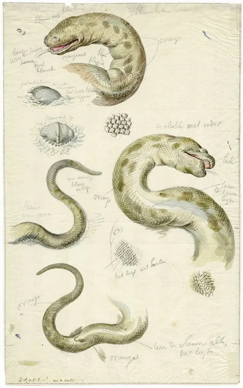 Diverse Aanzichten Van Een Slang Met Bijschriften by David Humbert de Superville - Canvas Print