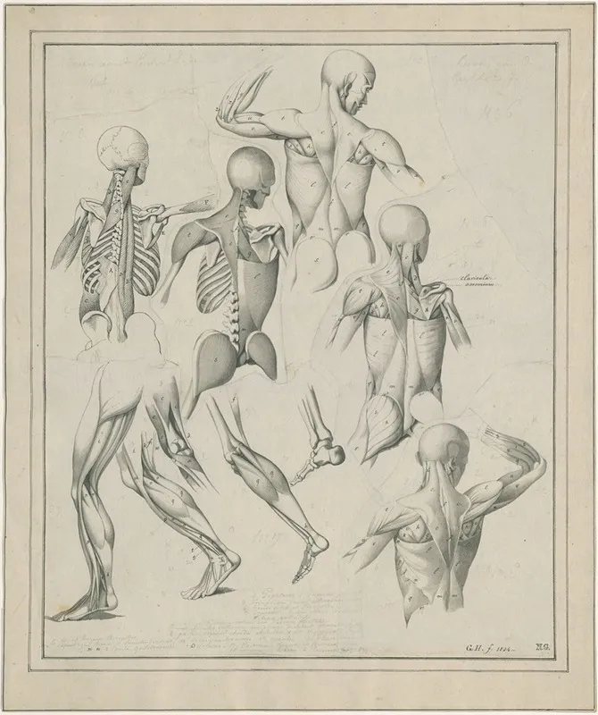 Diverse Anatomische Tekeningen Skelet Spieren Etc by David Humbert de Superville - Canvas Print