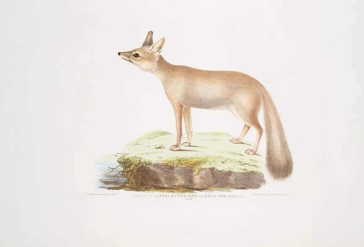 Doab Fox Canis Vulpes Rufescens Female