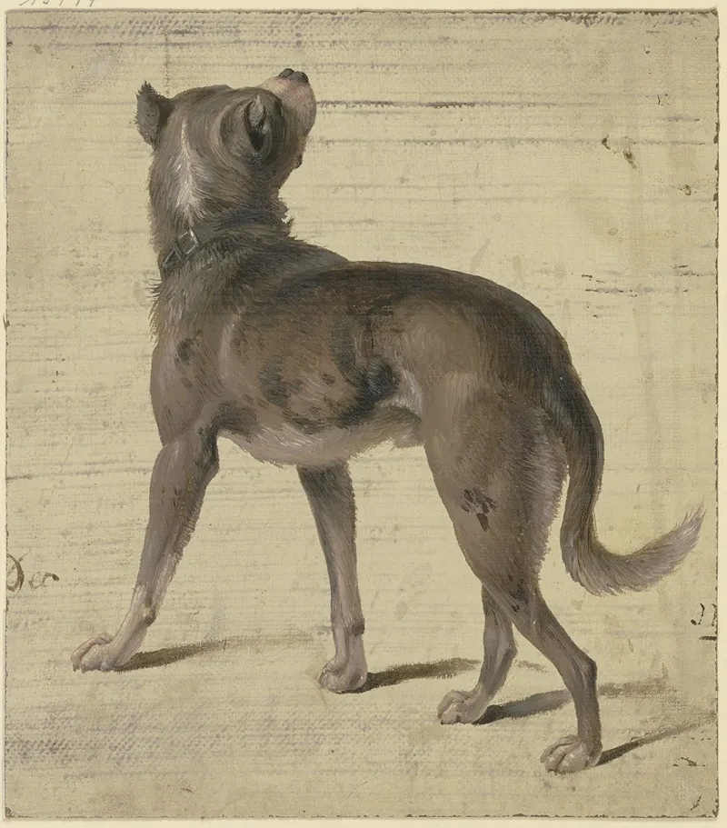 Dog 4