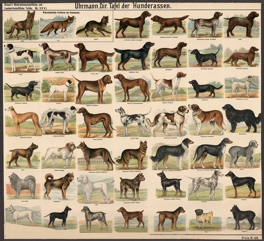 Dog Breeds 2 by E. Schiewick - Canvas Print