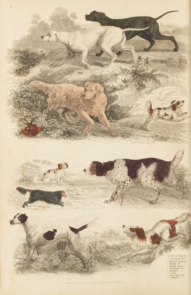 Dogs 3 by William MacGillivray - Canvas Print