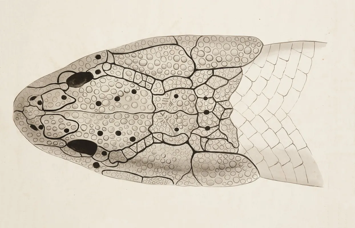 Dorsal Skull Of Polypterus