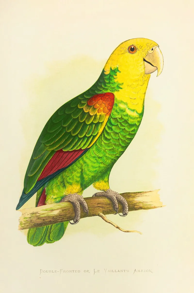 Double Fronted Or Le Vaillants Amazon