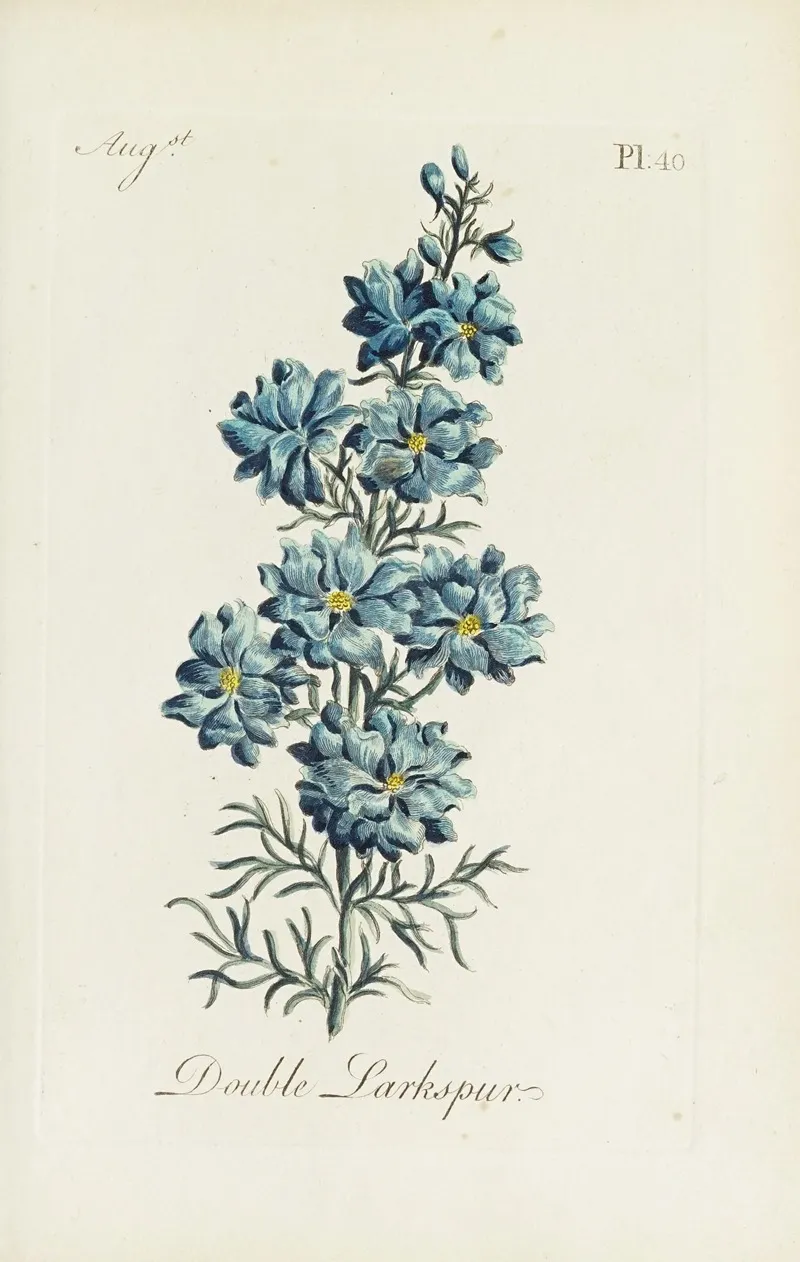 Double Larkspur by Carington Bowles - Canvas Print