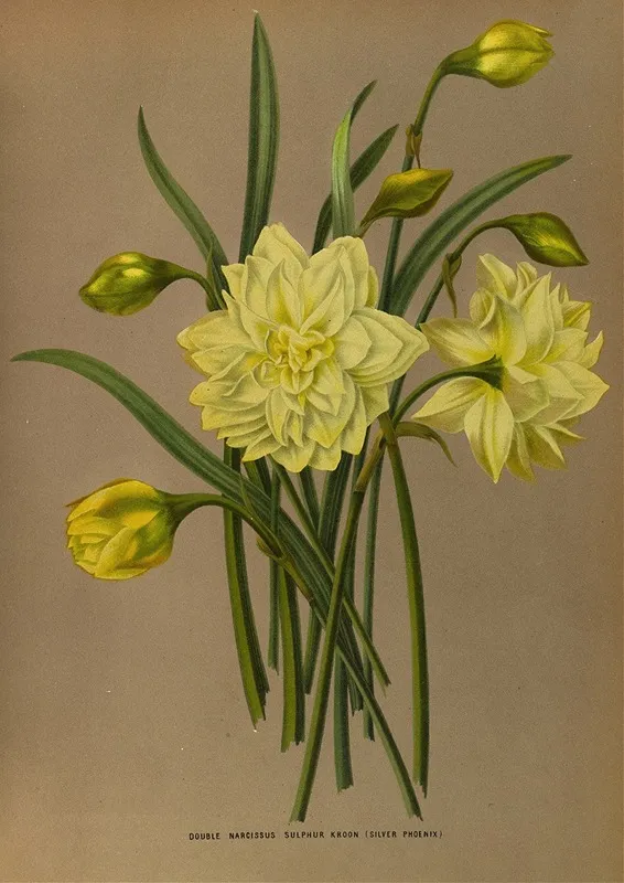 Double Narcissus Sulphur Kroon Silver Phoenix by Arentina Hendrica Arendsen - Canvas Print