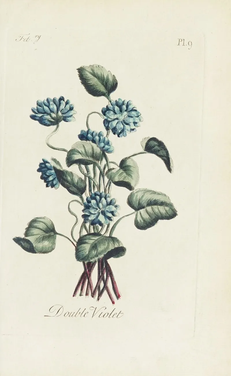 Double Violet by Carington Bowles - Canvas Print