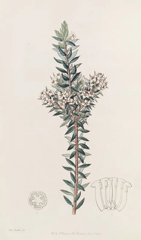 Doubtful Epacris by Sydenham Edwards - Canvas Print