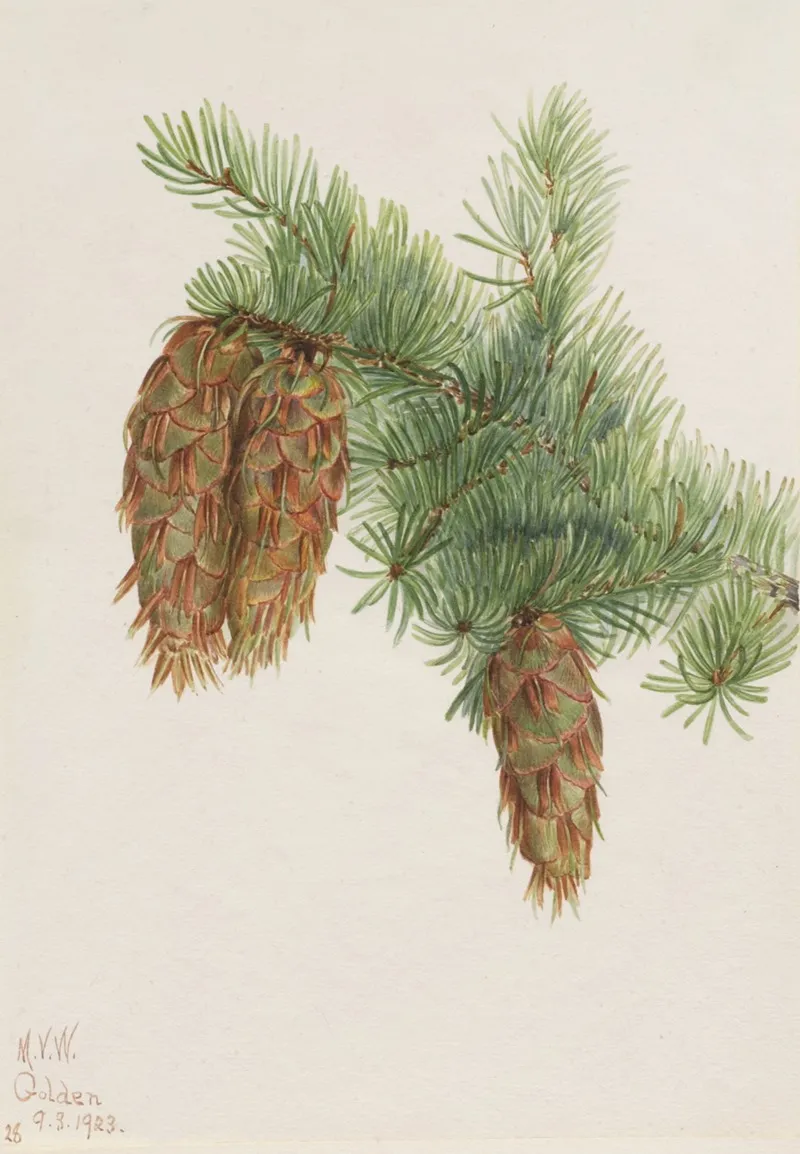 Douglas Fir Pseudotsuga Mucronata 2