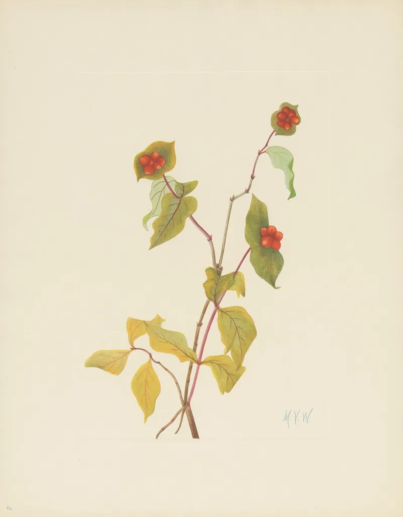 Douglas Honeysuckle Fruit Lonicera Raucescens