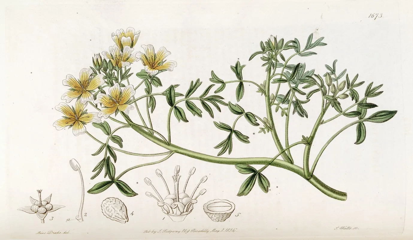 Douglas Limnanthes by Sydenham Edwards - Canvas Print