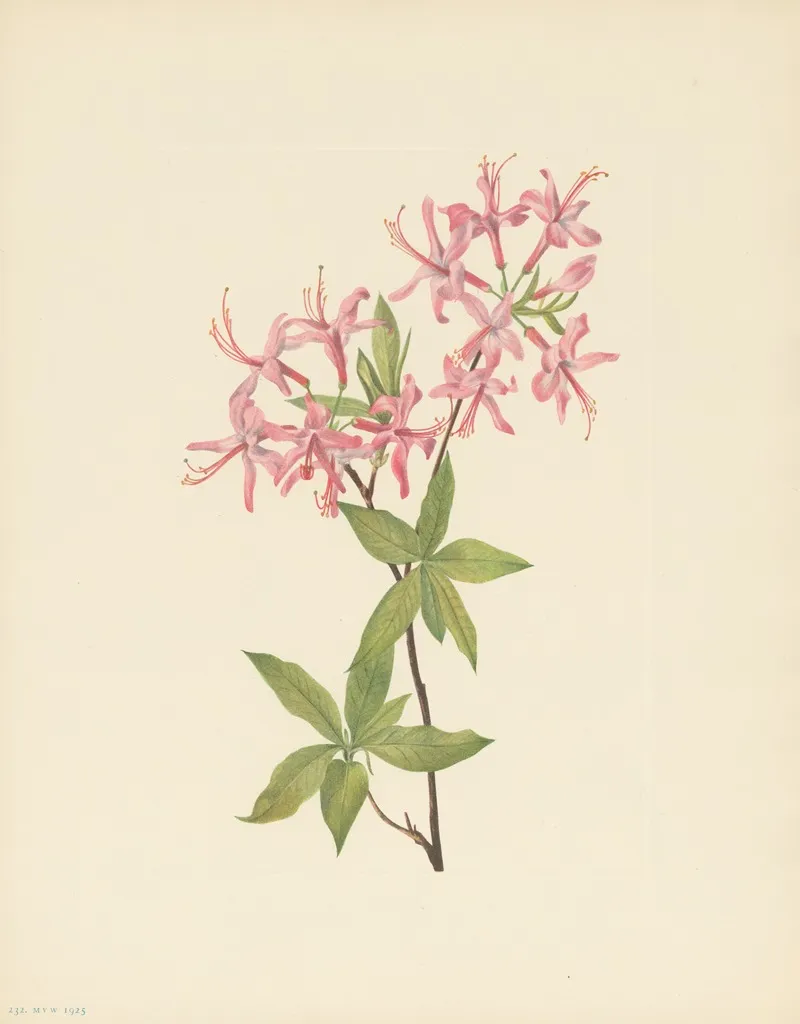 Downy Pinxterbloom Azalea Rosea 2