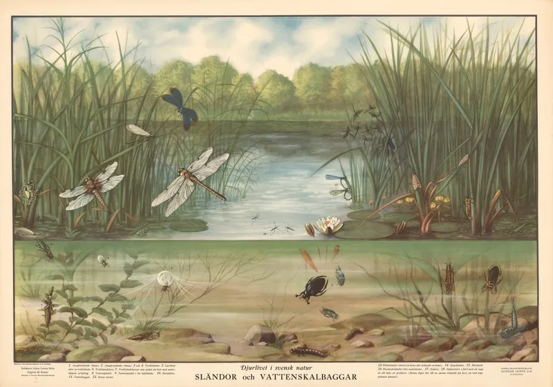 Dragonflies And Water Beetles