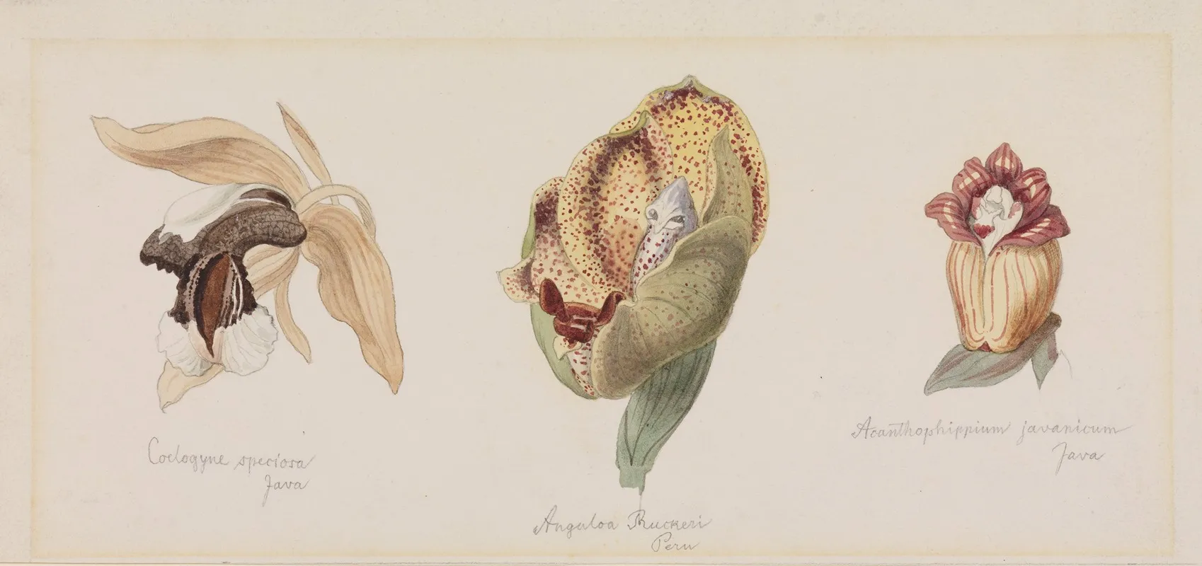 Drei Verschiedene Orchideenbluten