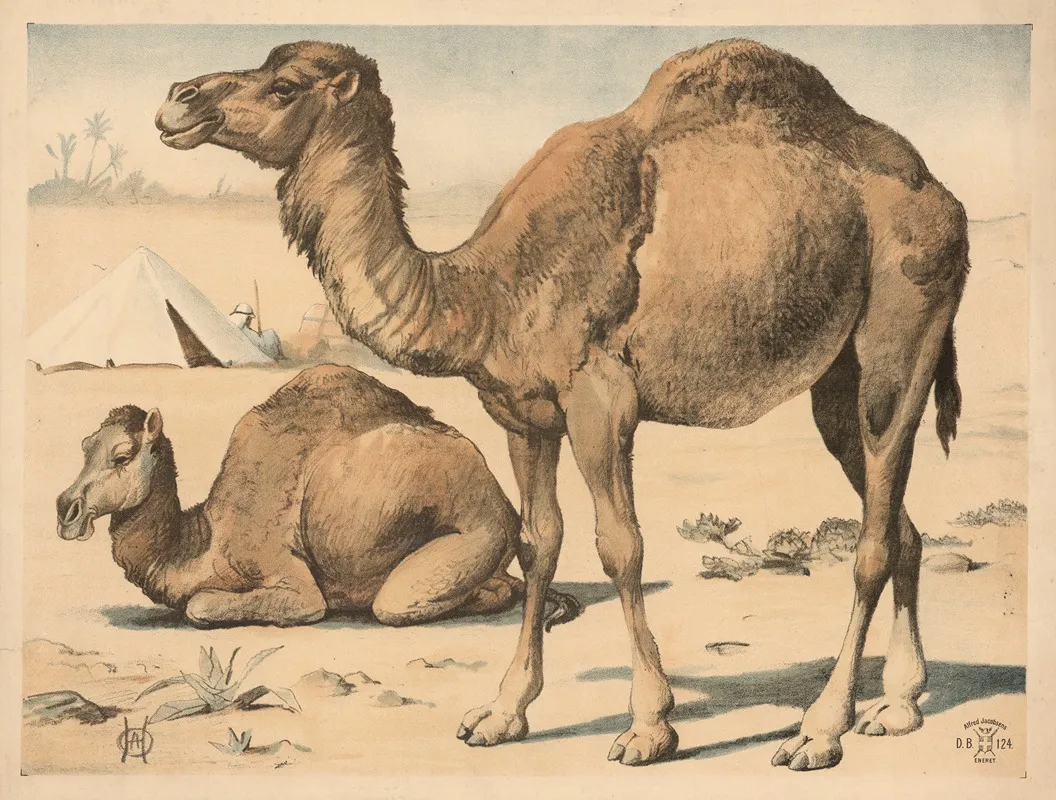 Dromedar 3