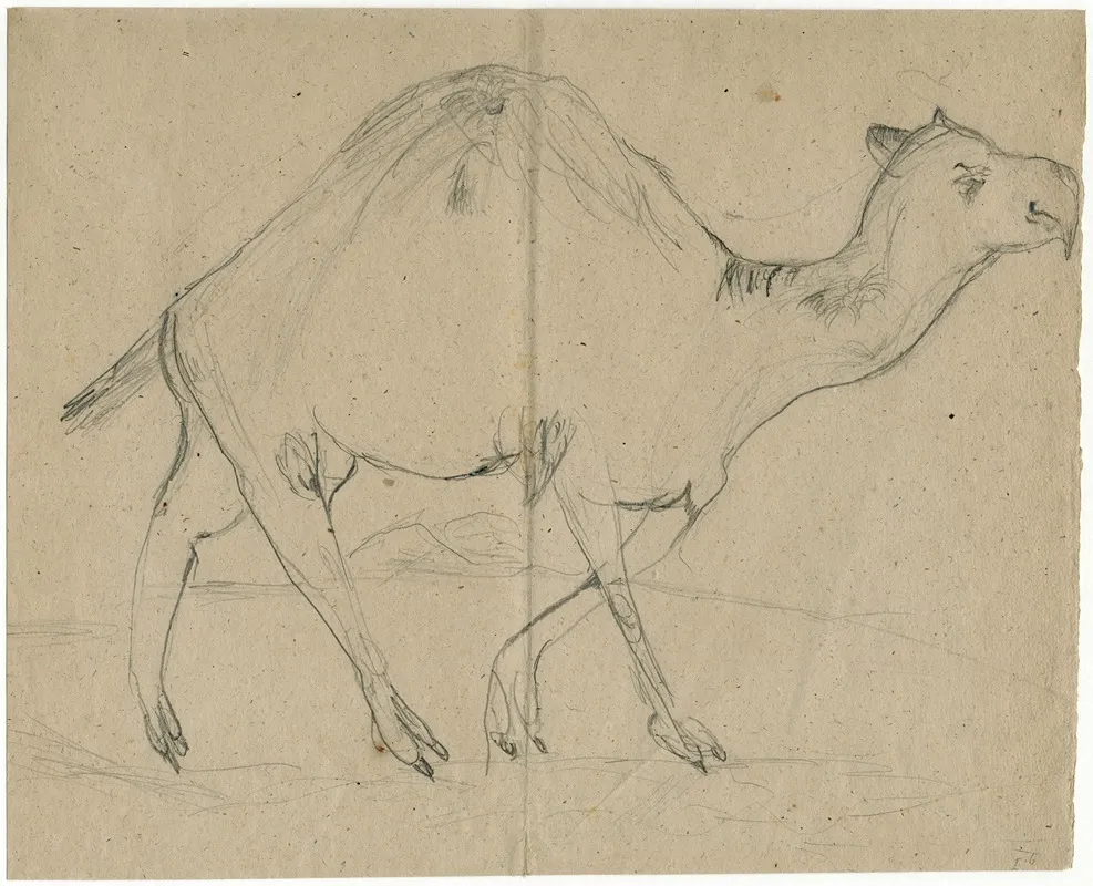 Dromedary 2