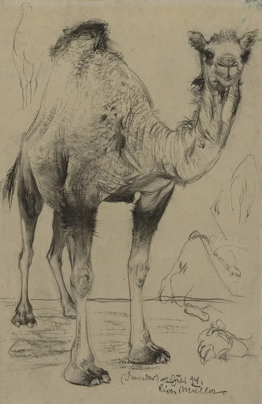 Dromedary by Richard Müller - Canvas Print