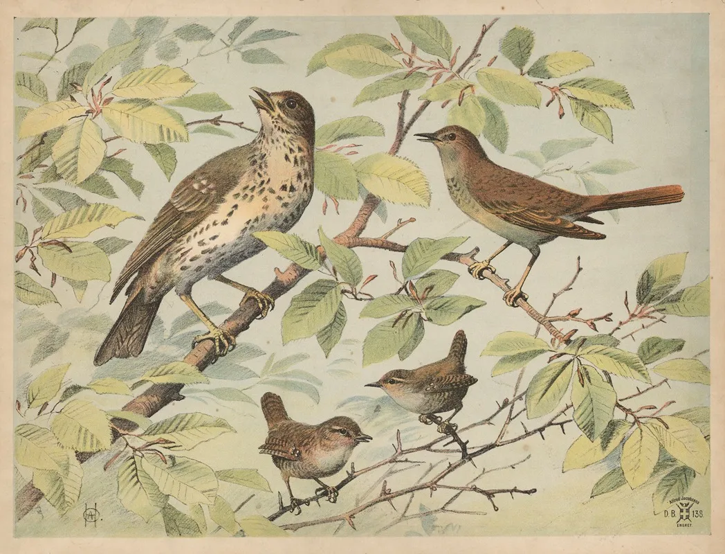 Drossel Nattergal Og Gaerdesmutte