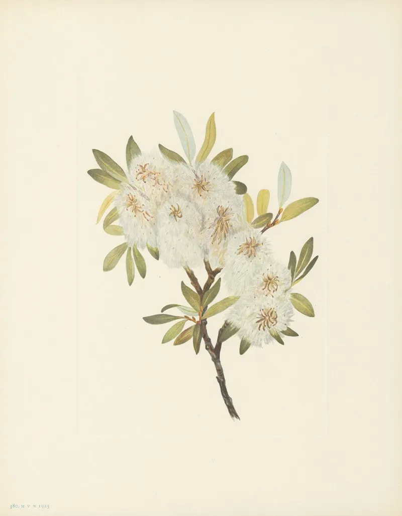 Drummond Willow Salix Drummondiana 3