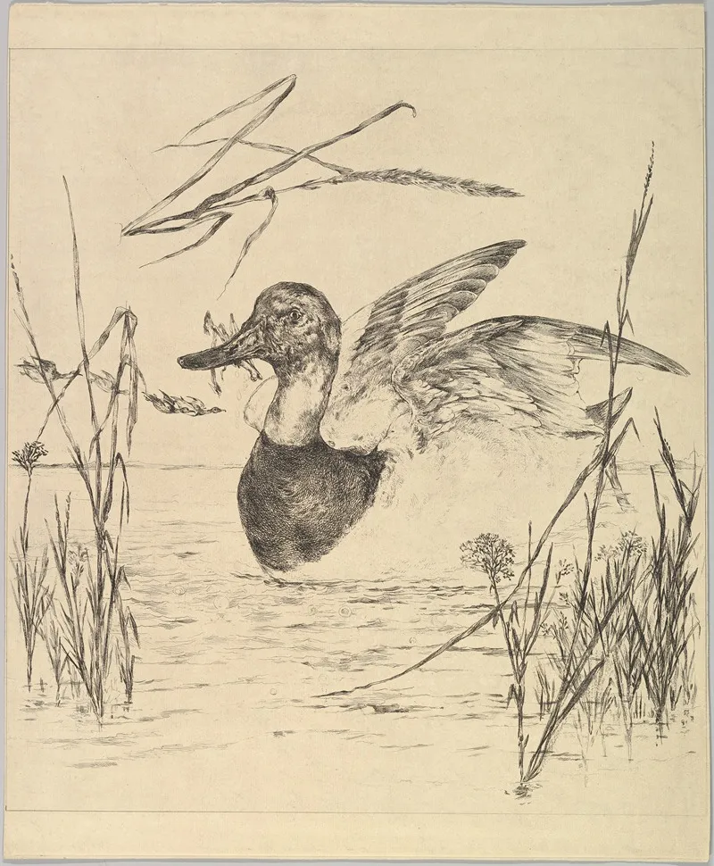 Duck 2 by Félix Bracquemond - Canvas Print