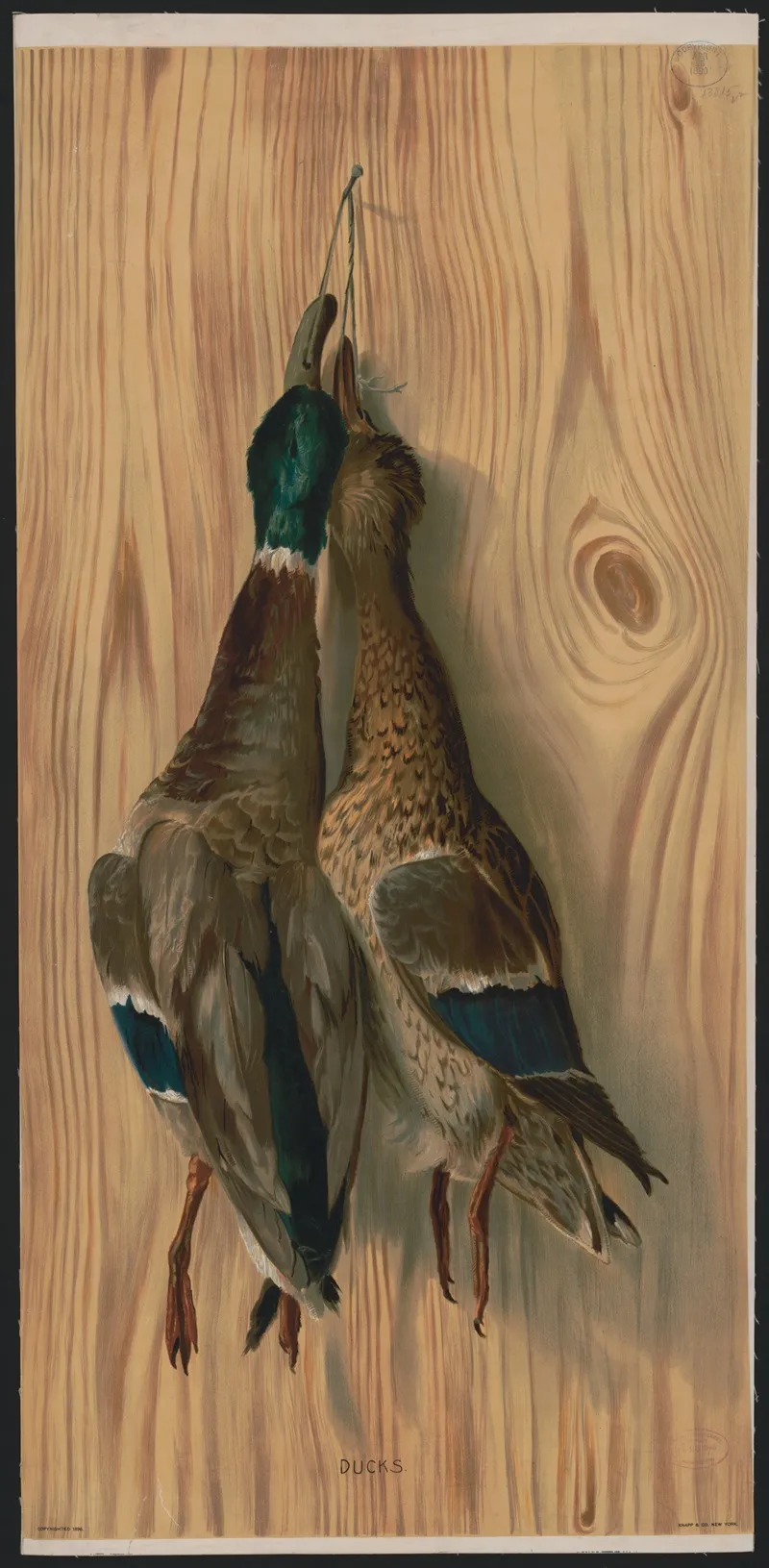 Ducks 12 by Knapp &amp; Co. - Canvas Print