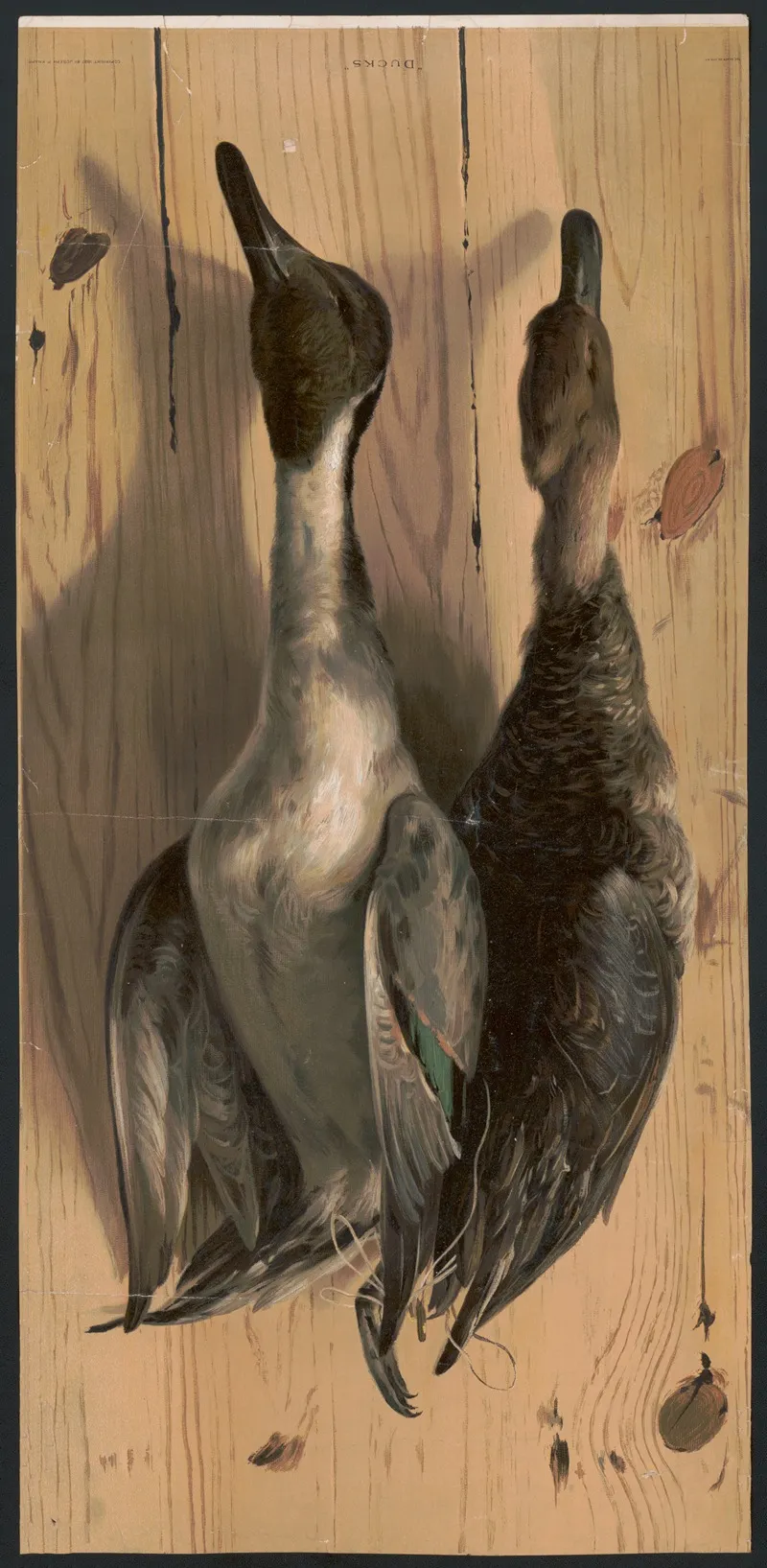 Ducks 14 by Knapp &amp; Co. - Canvas Print