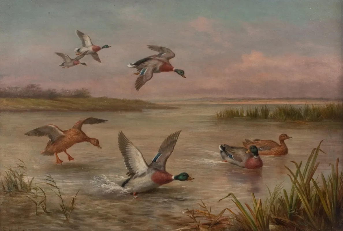Ducks 6