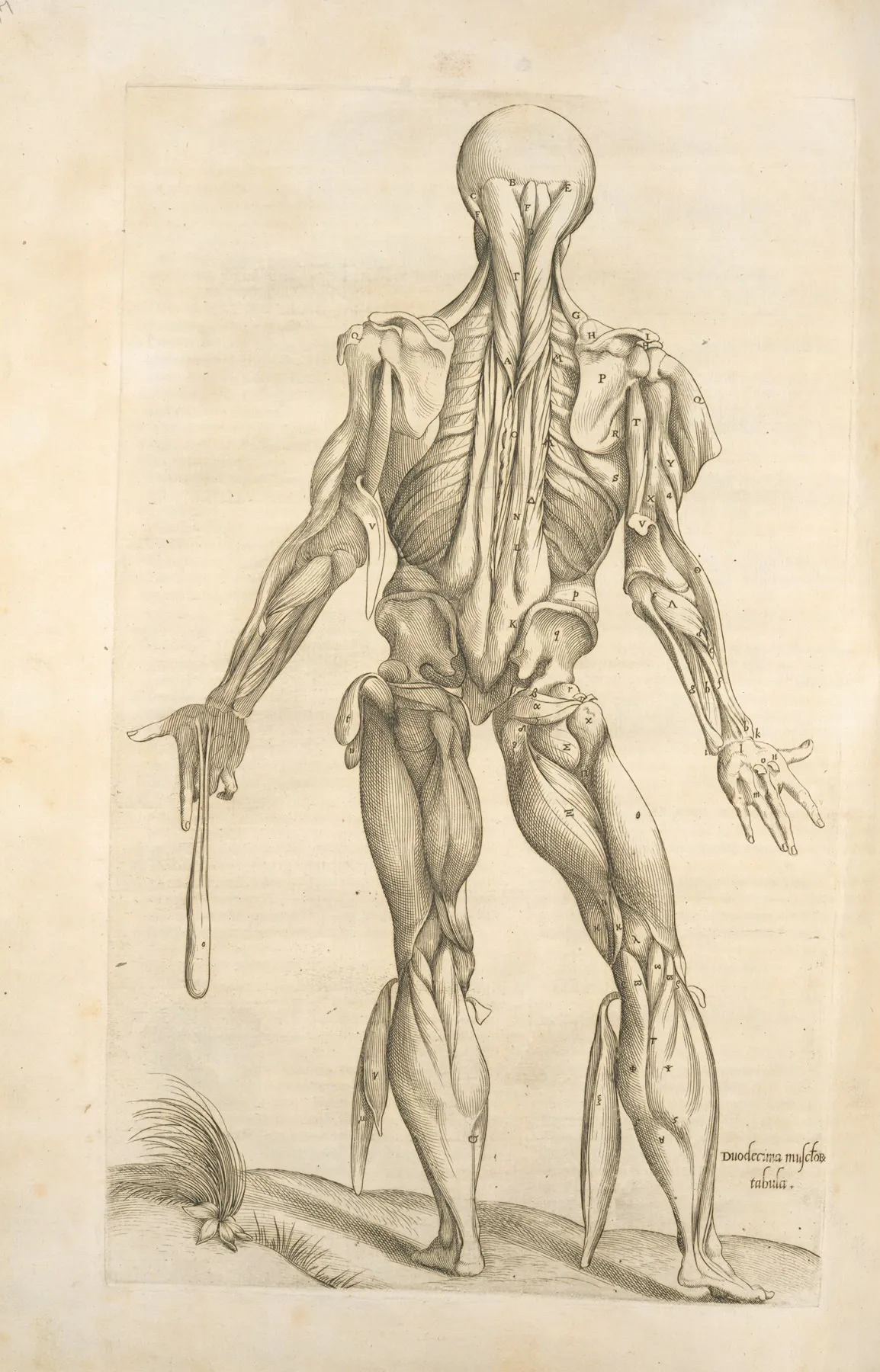 Duodecima Musculorum Tabula by Thomas Geminus - Canvas Print