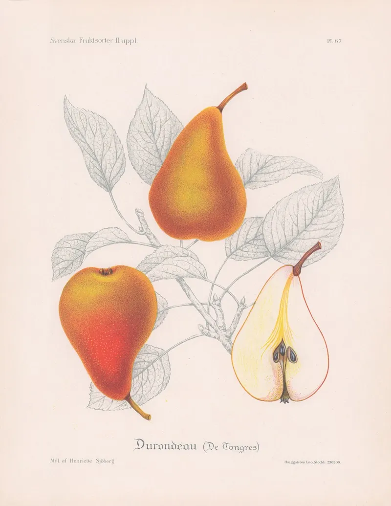 Durondeau De Tongres