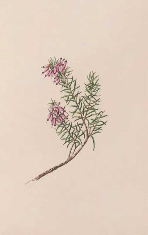 Dwarf Heath