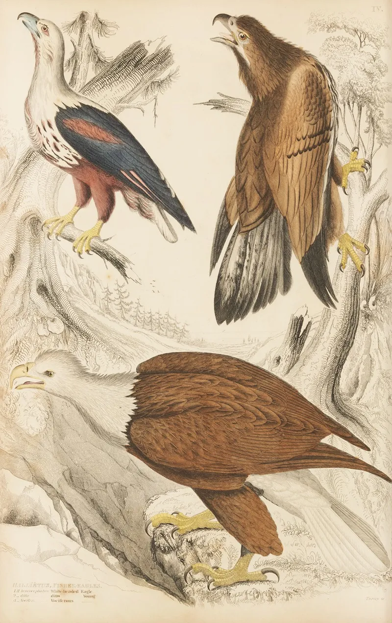 Eagles 4 by William MacGillivray - Canvas Print