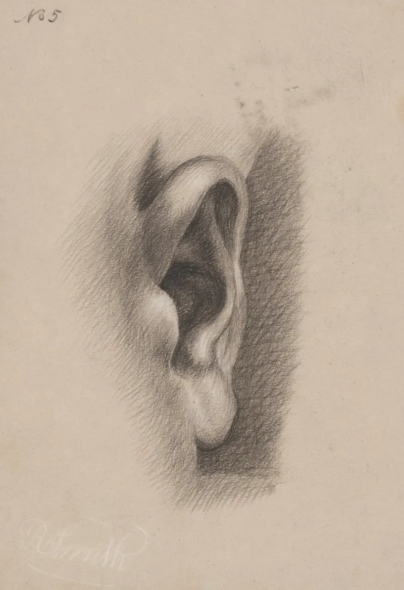 Ear Study No 5 by Richard Sanger Smith - Canvas Print