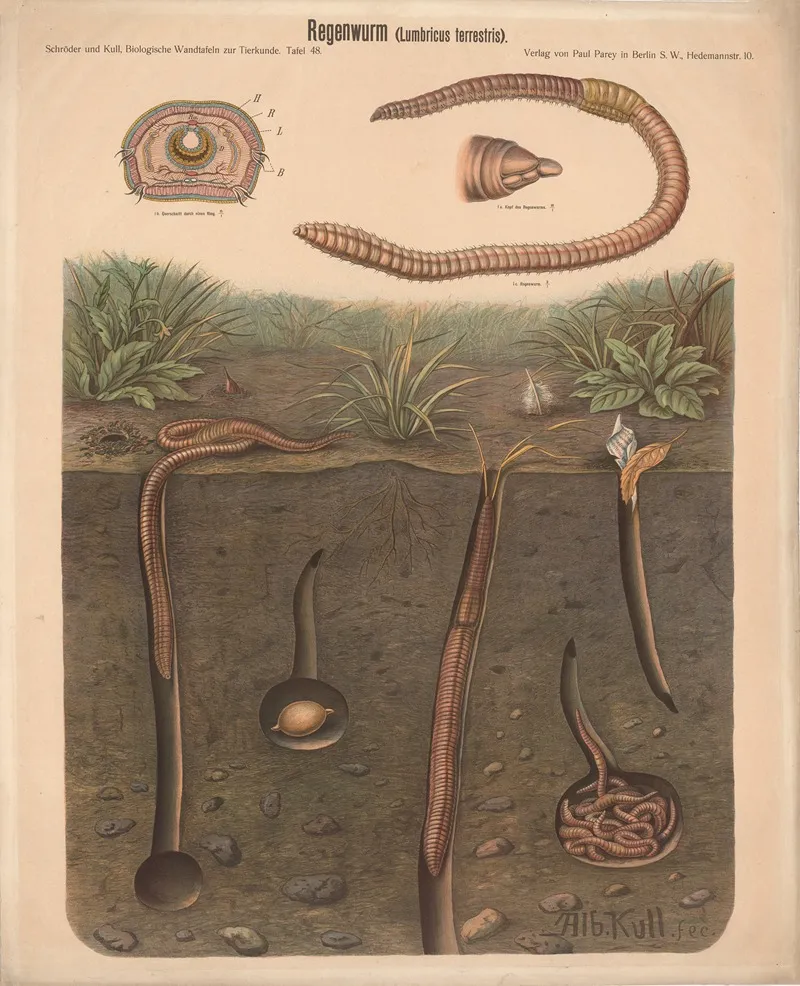 Earthworm Lumbricus Terrestris 2 by Albert Kull - Canvas Print