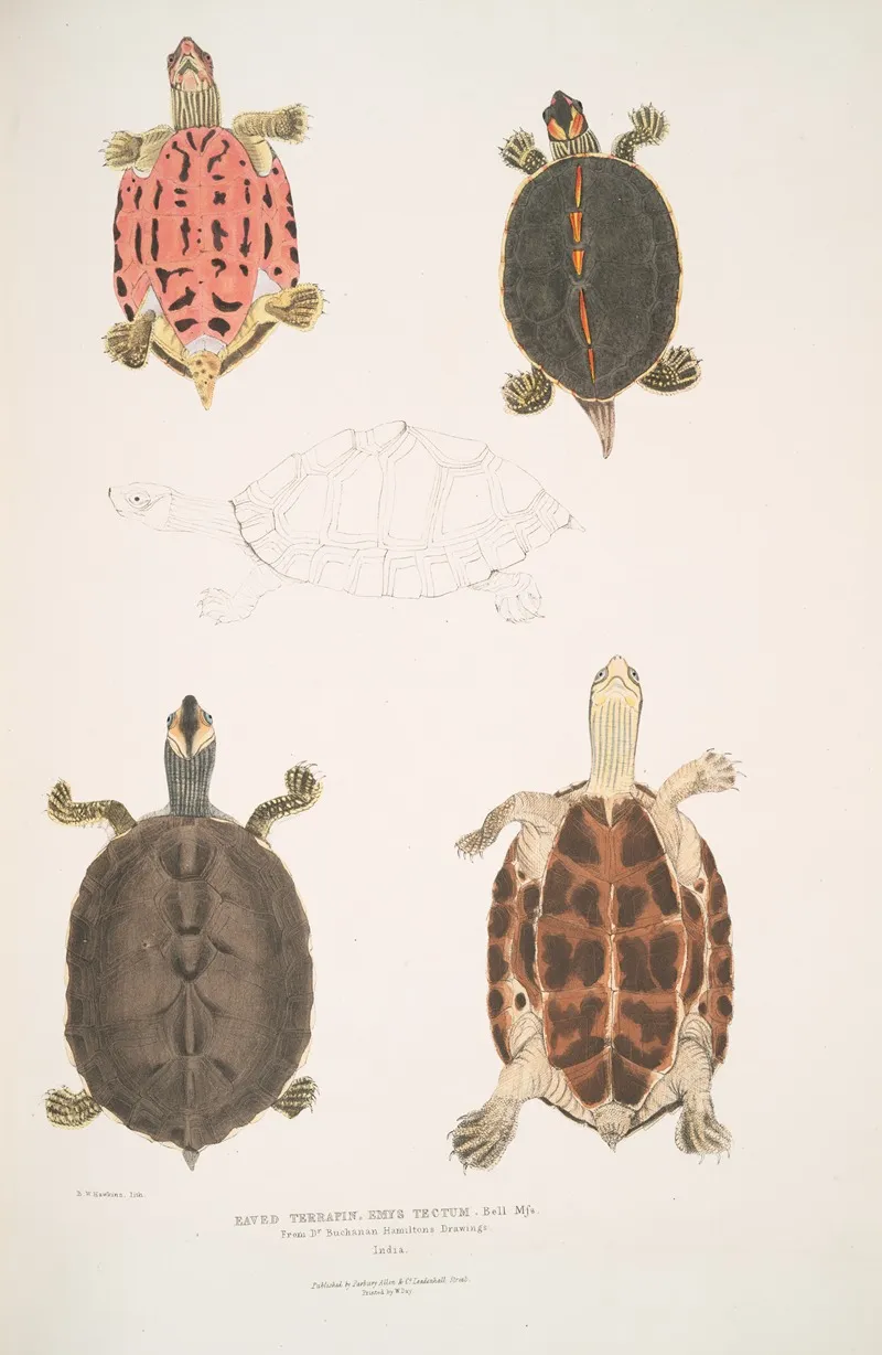 Eaved Terrapin Emys Tectum