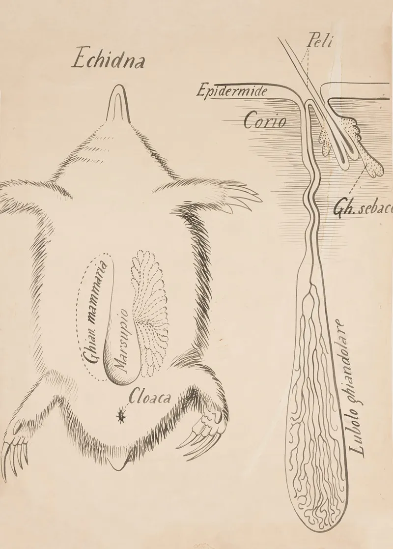 Echidna