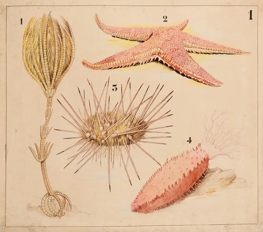 Echinoderm