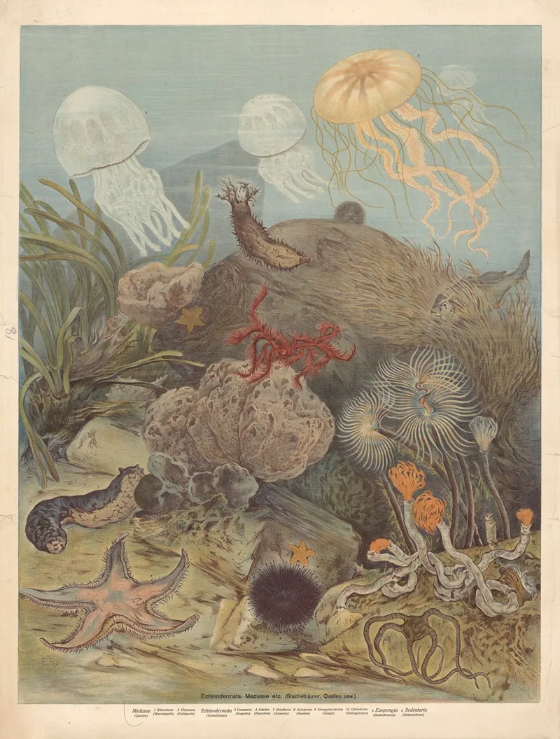 Echinoderms And Jellyfish