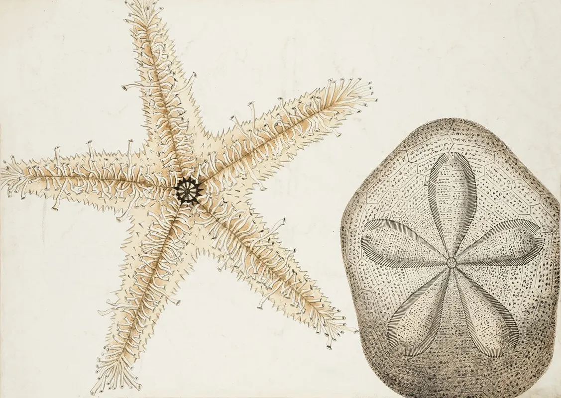 Echinoderms Echinodermata