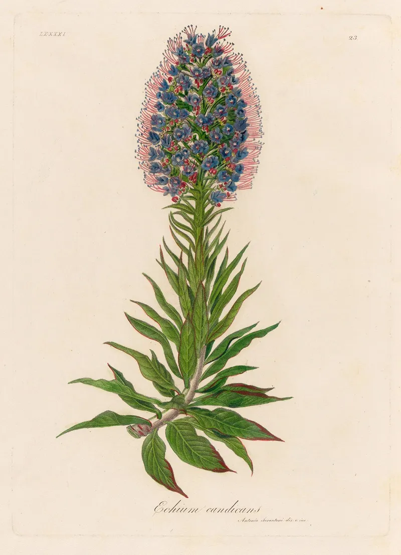 Echium Candicans 2