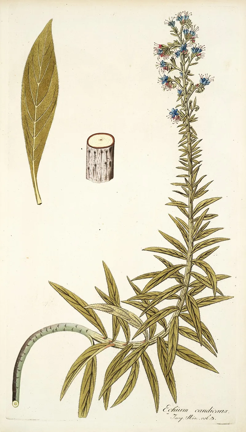 Echium Candicans