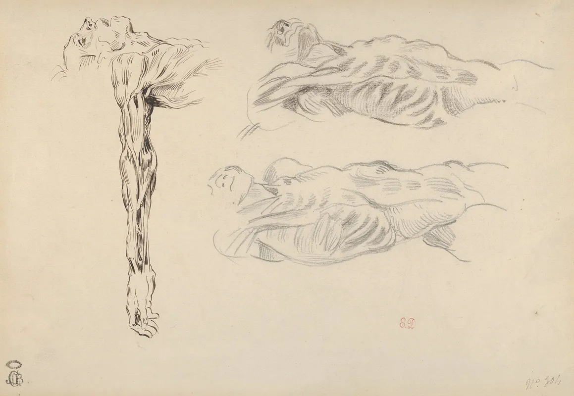Ecorche Three Studies Of A Male Cadaver