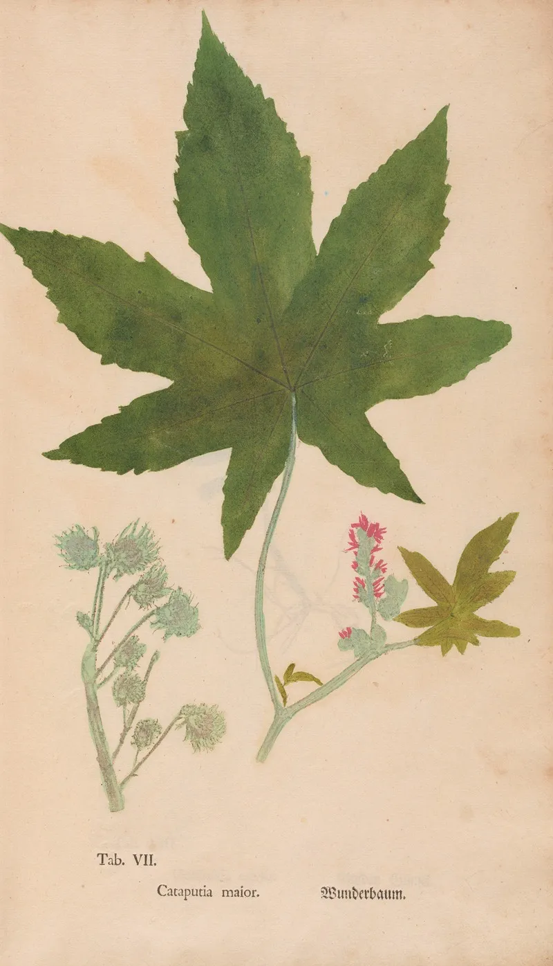 Ectypa Vegetabilium Pl 007