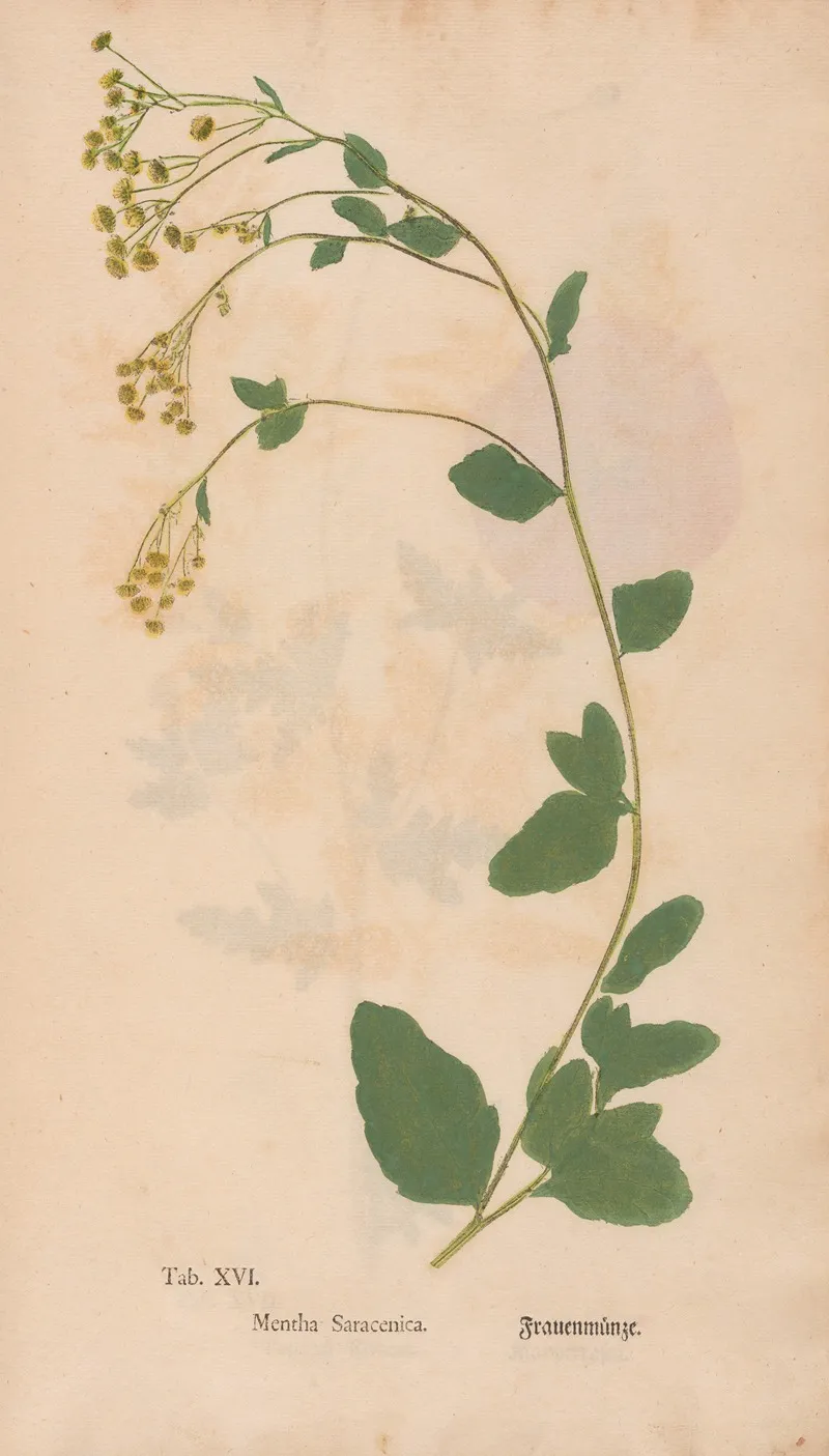 Ectypa Vegetabilium Pl 016