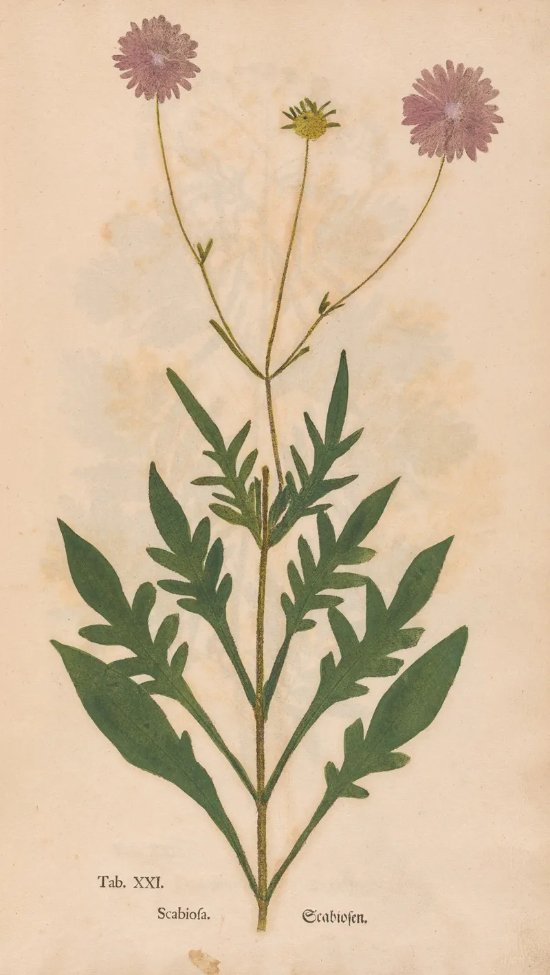 Ectypa Vegetabilium Pl 021