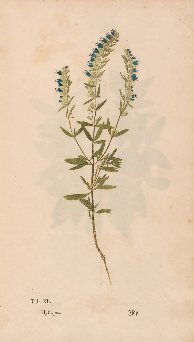 Ectypa Vegetabilium Pl 040