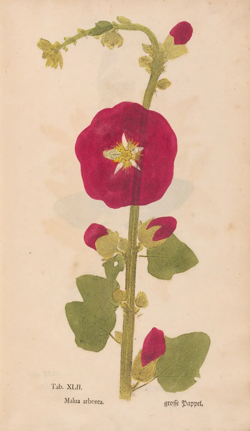 Ectypa Vegetabilium Pl 042